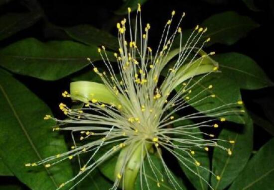 发财树开花是什么预兆风水