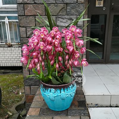 大花蕙兰盆栽养殖方法
