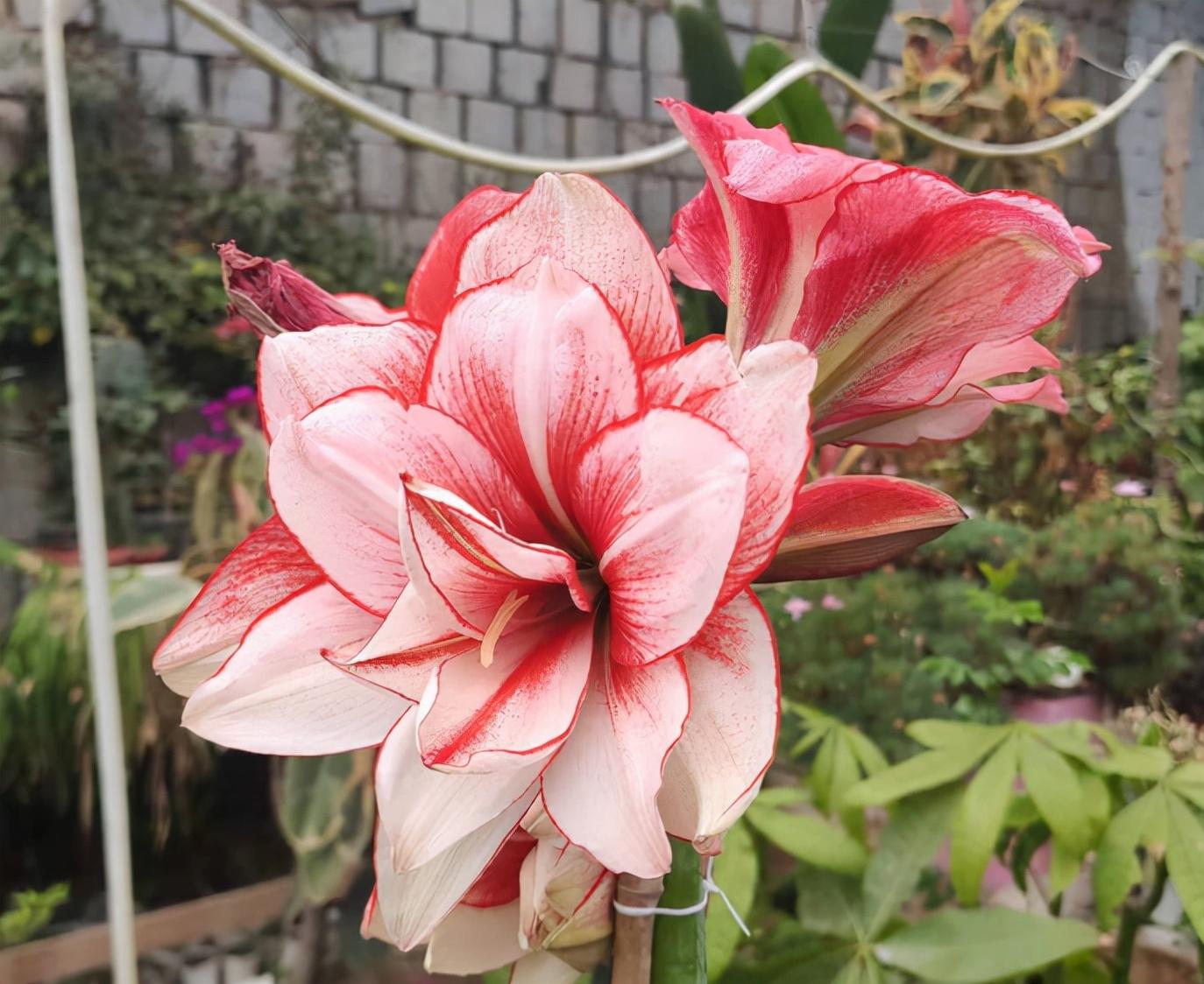 藤蔓花卉有哪些