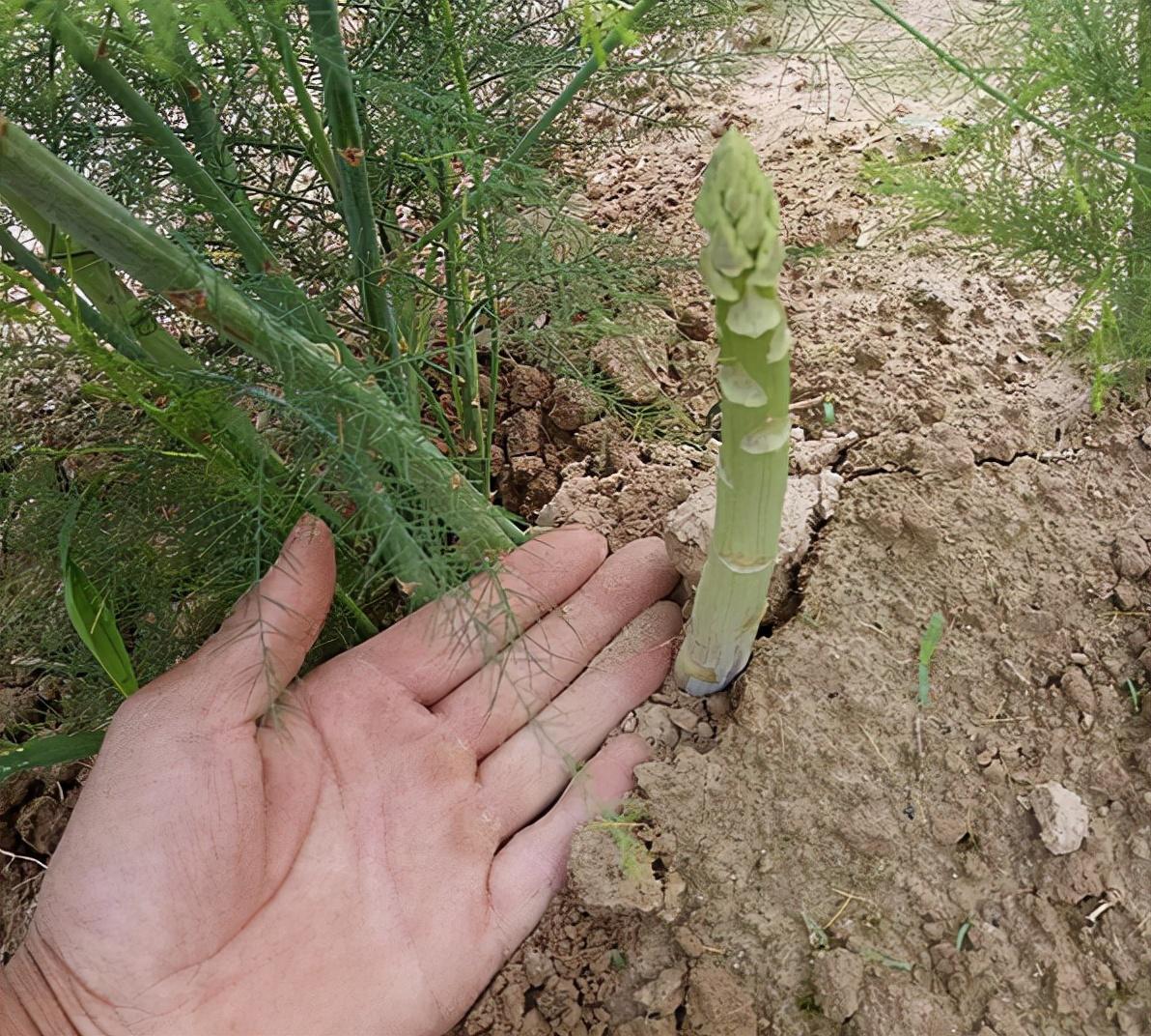 芦笋怎么种植方法