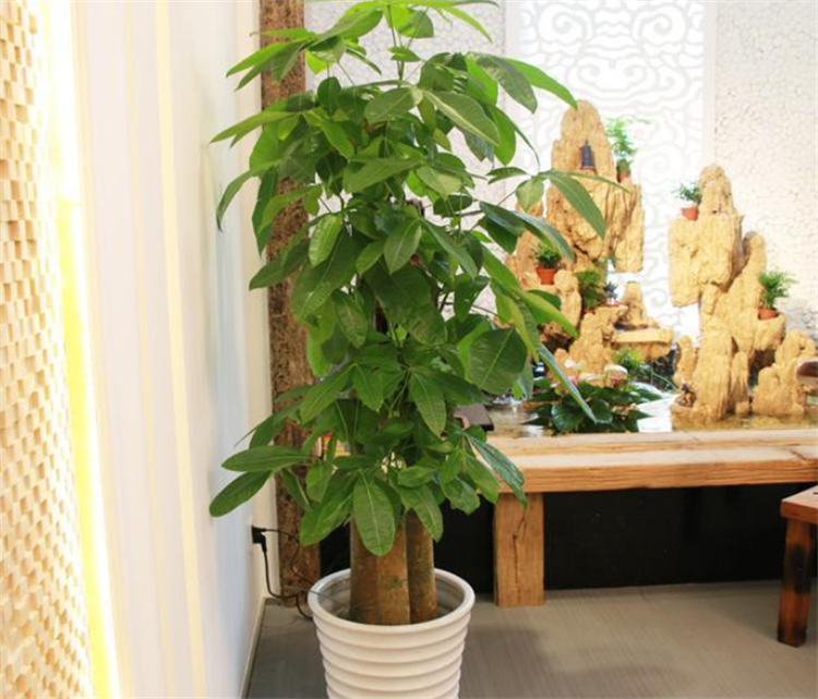 乔迁送什么绿植比较好