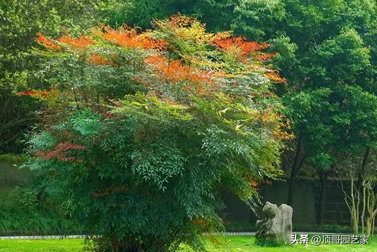 围栏种什么植物好看