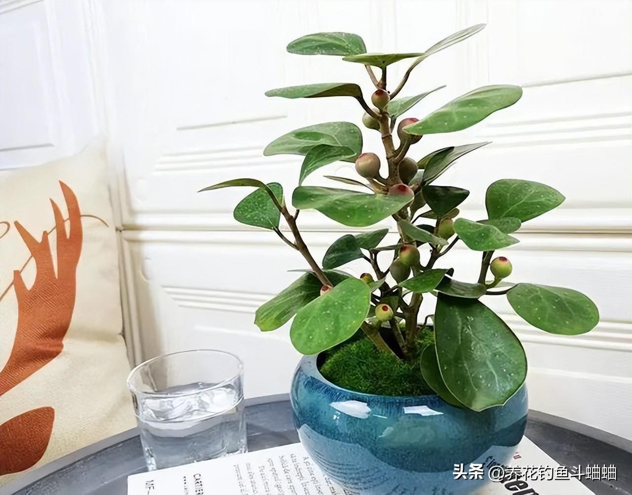小盼菩提树怎么养才长得好