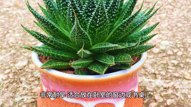 吊兰和夜来香哪种不适合放在卧室