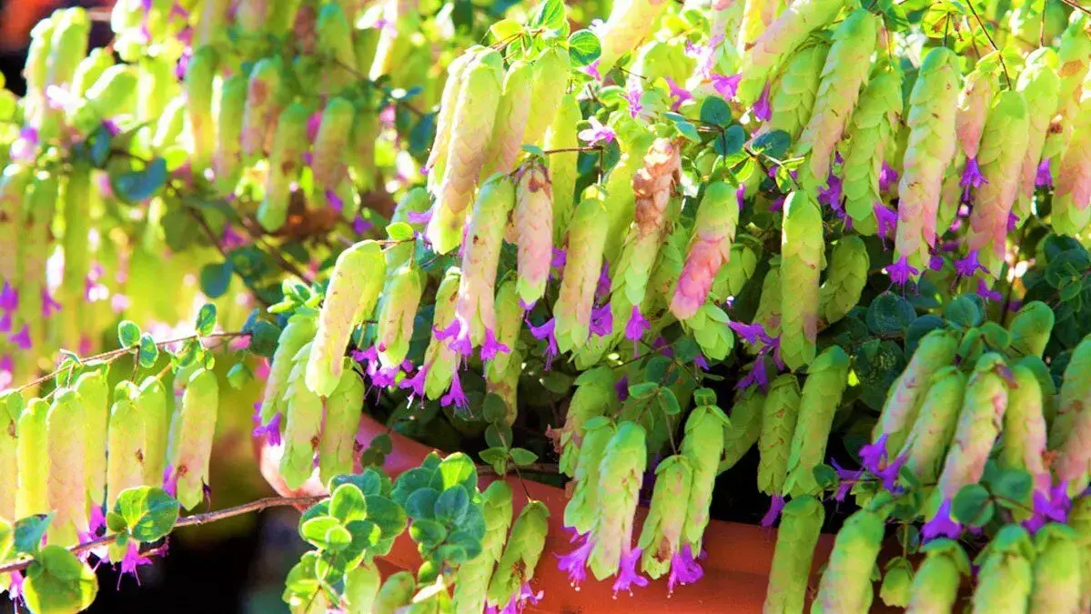 幸福草是什么植物类型