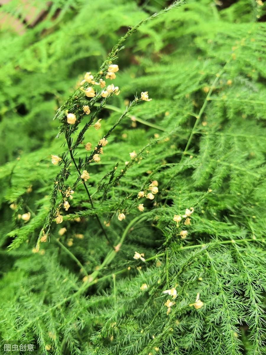 文竹开花的样子是什么
