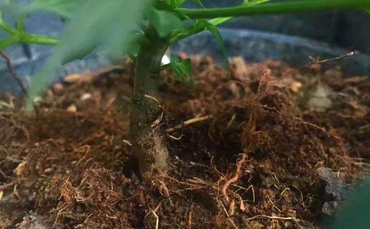 幸福树的正确养殖方法