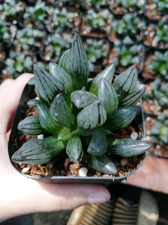 种花养花常识有哪些