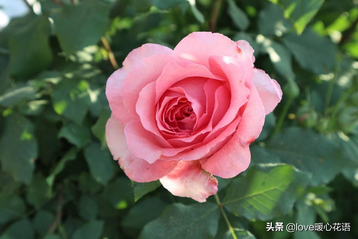 黄色月季花语象征与寓意及花语