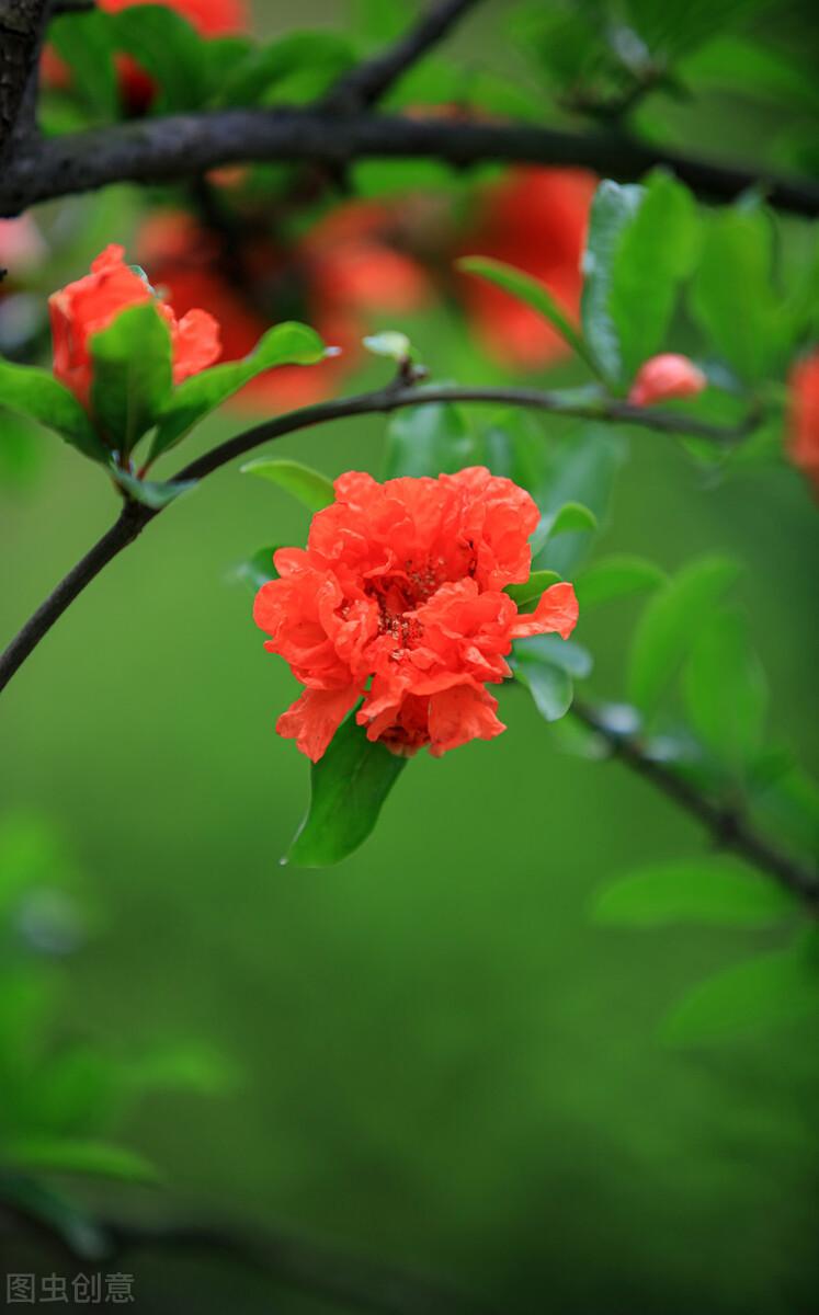 石榴花寓意及花语