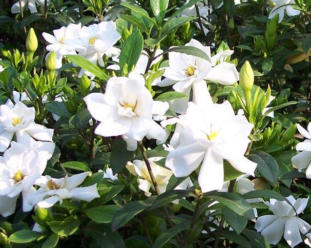 栀子花插花瓶怎么养好