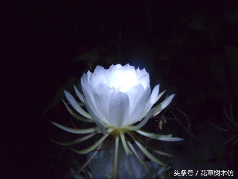 昙花的风水作用是什么