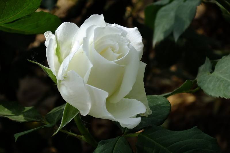 白色菊花的寓意是什么