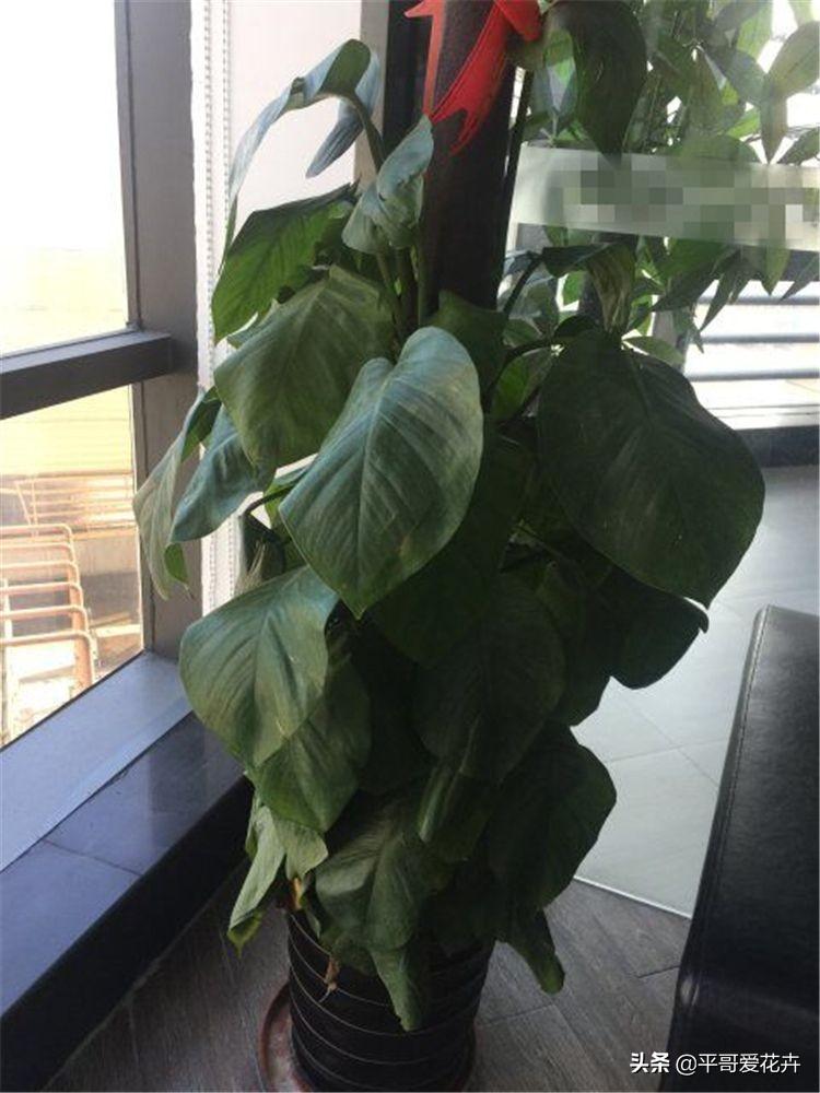 厚脸皮植物叶子发软怎么办
