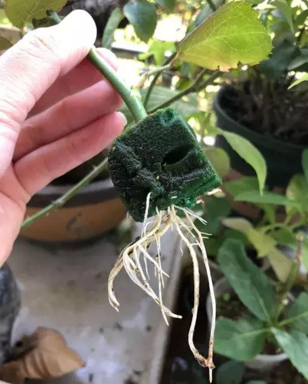 月季花能用水扦插繁殖吗