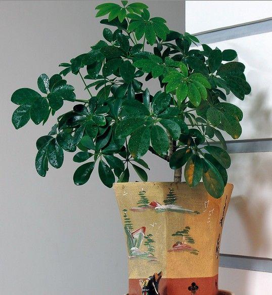 鸭掌木喜阴还是喜阳光