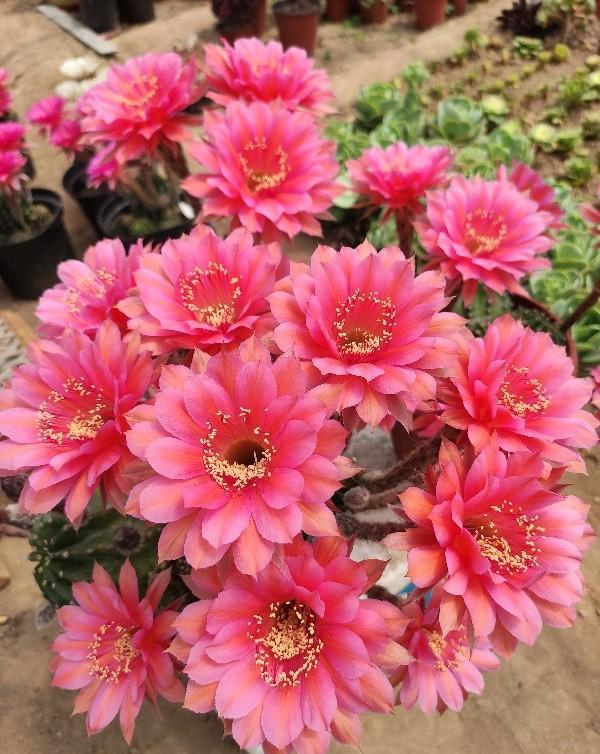 仙人球用什么肥料最好用