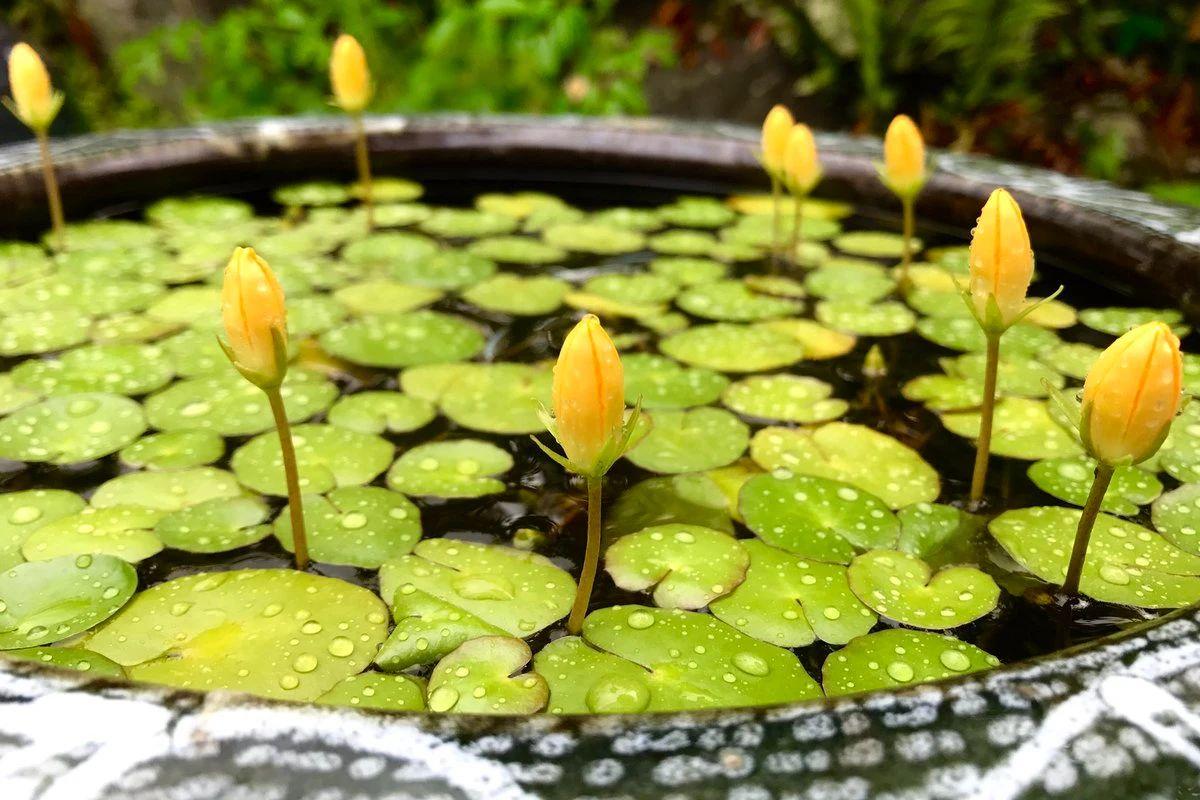 家里适合养什么水生植物好