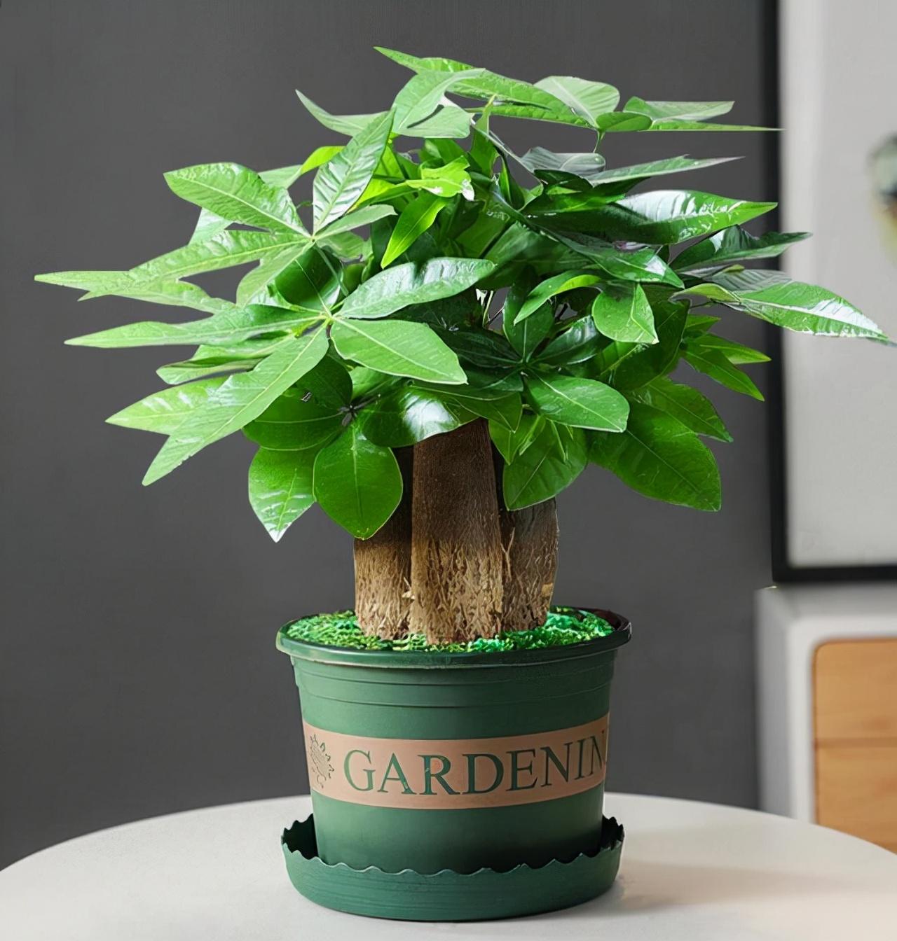 寓意好的花有哪些品种