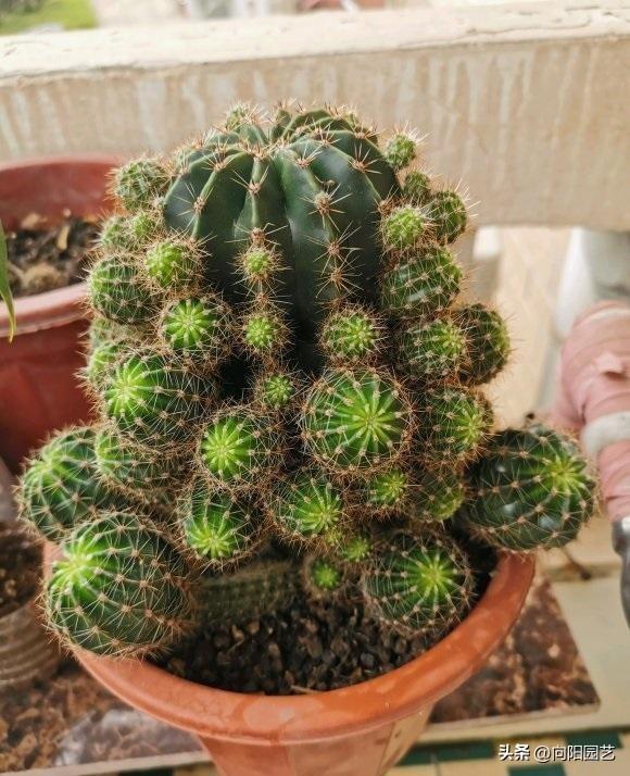 仙人球夏天怎么浇水最好