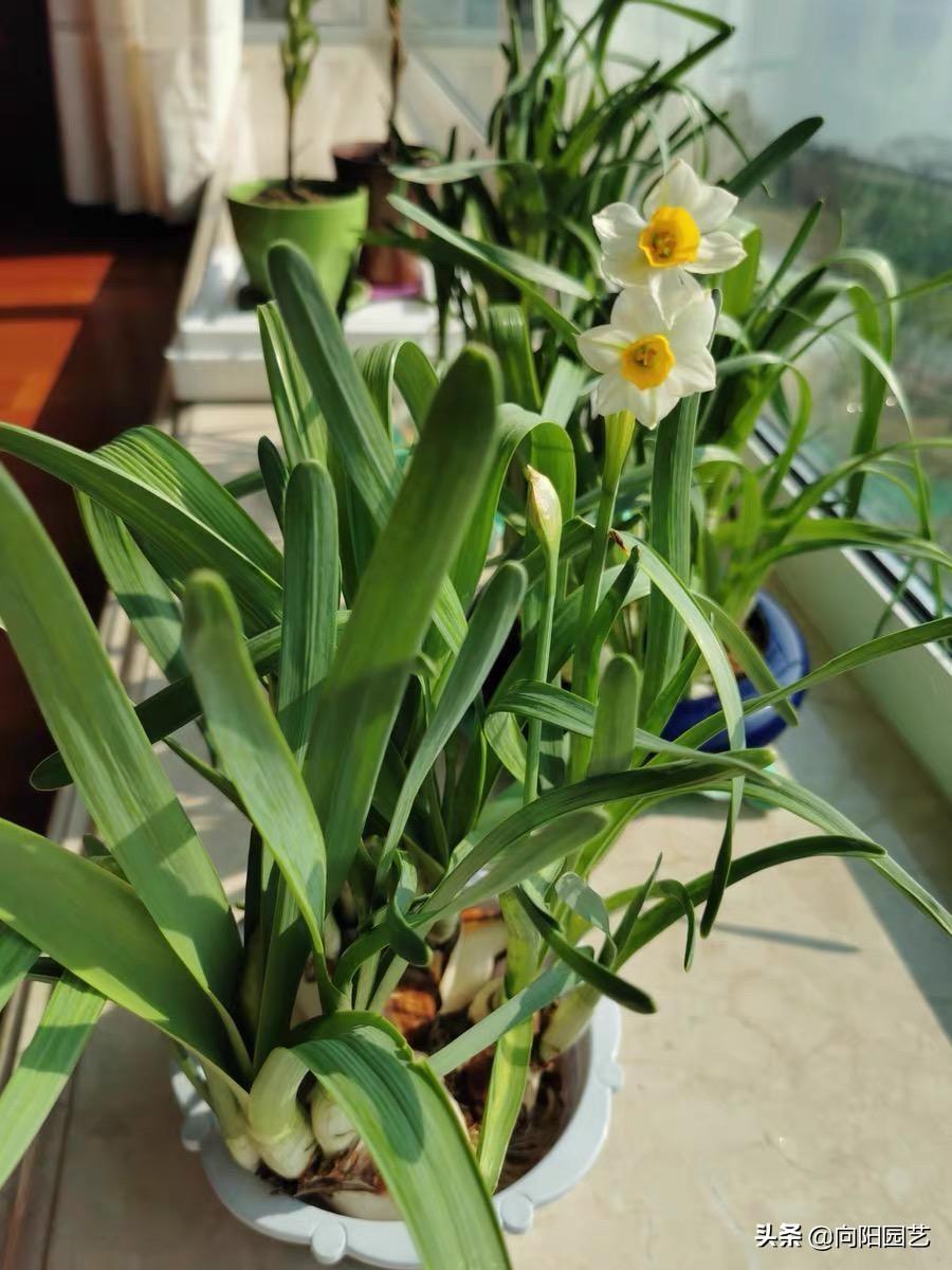 水仙花种植多久开花结果