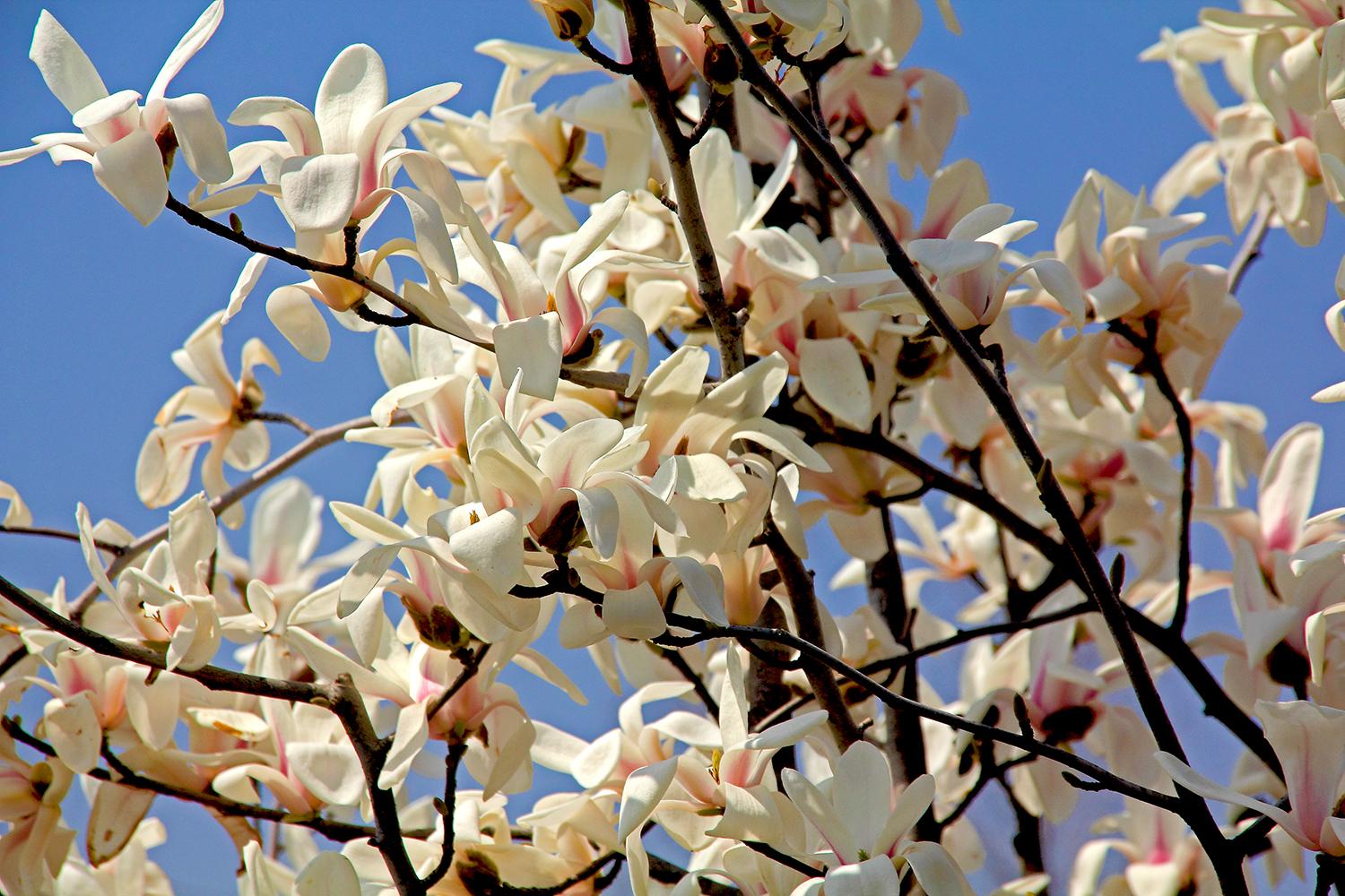 望春玉兰花语是什么