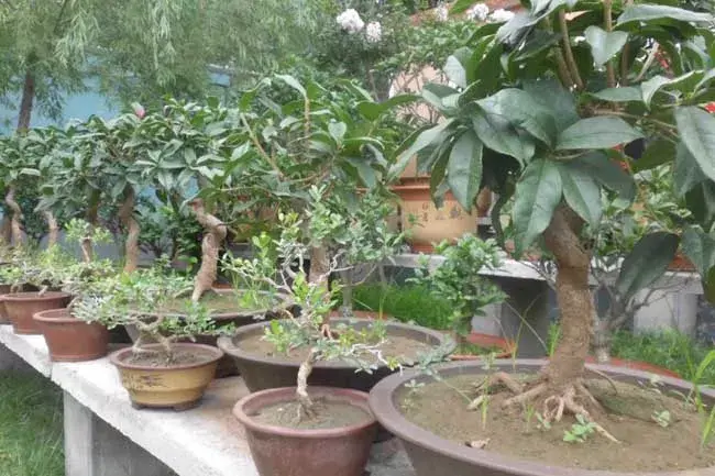 盆栽桂花树怎么修剪才好看