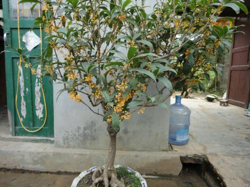 桂花6月份怎么会开花