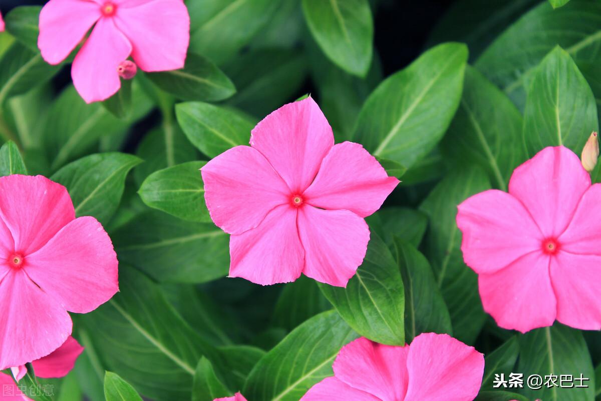 长春花耐寒吗