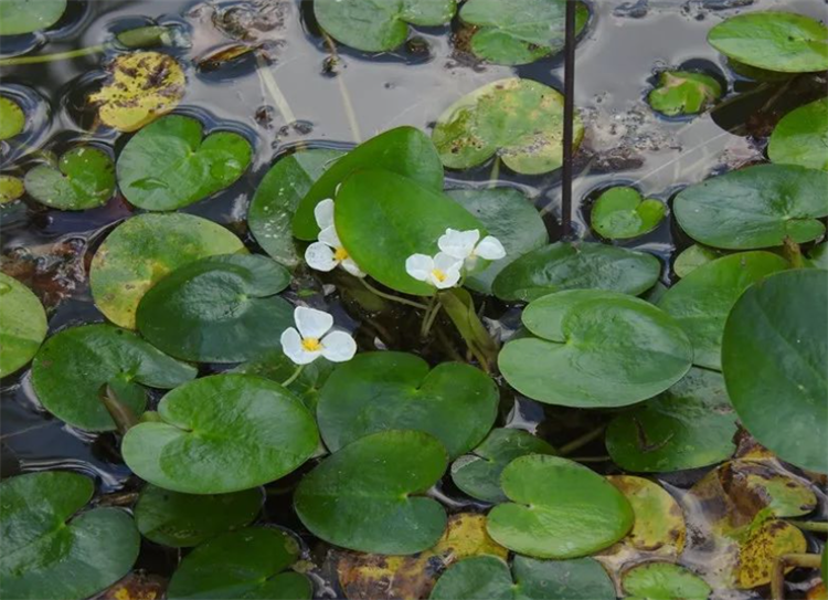漂浮植物有哪些品种