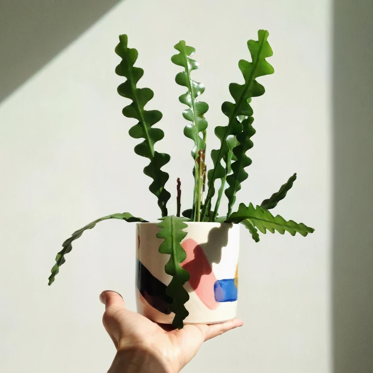 令箭荷花十大名贵品种有哪些
