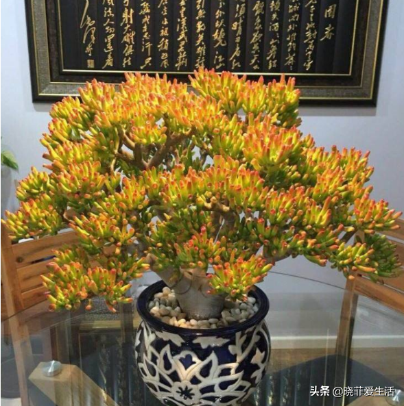 代表财源滚滚的花名