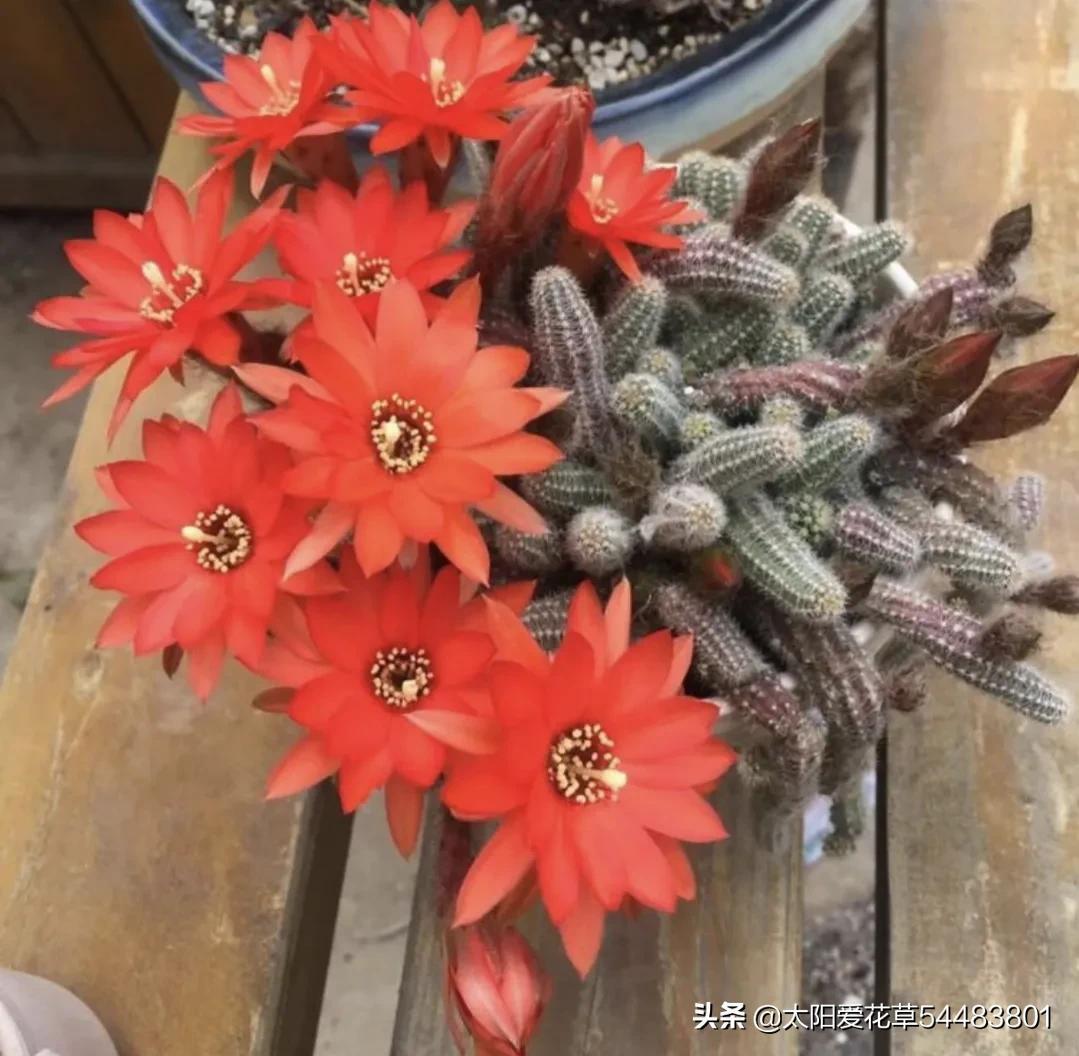 仙人指怎么养才能开花