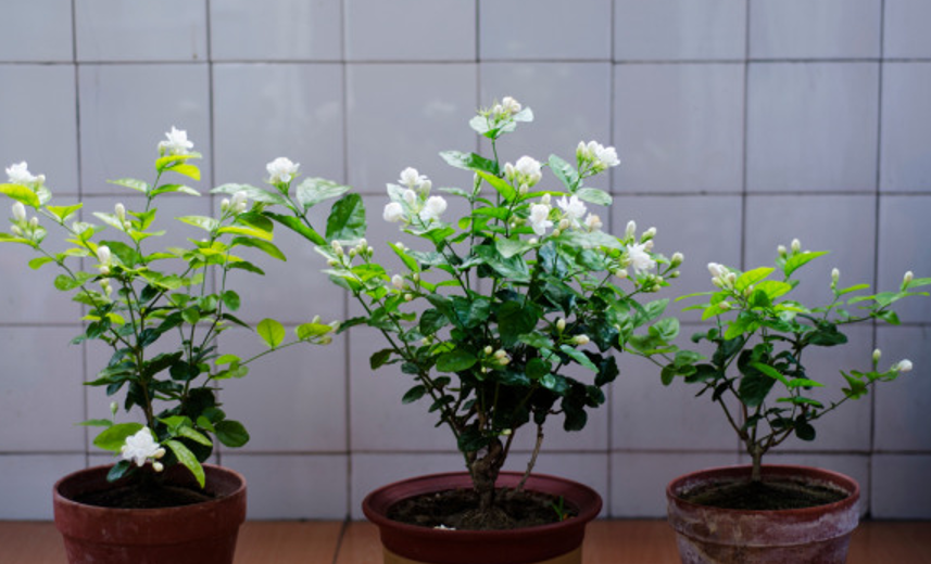 茉莉花种植条件和方法