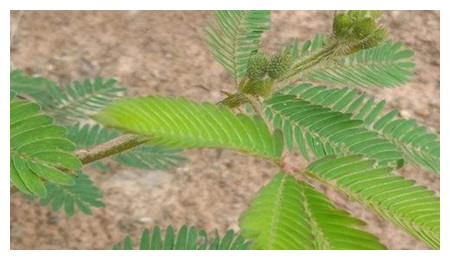 含羞草生长环境条件