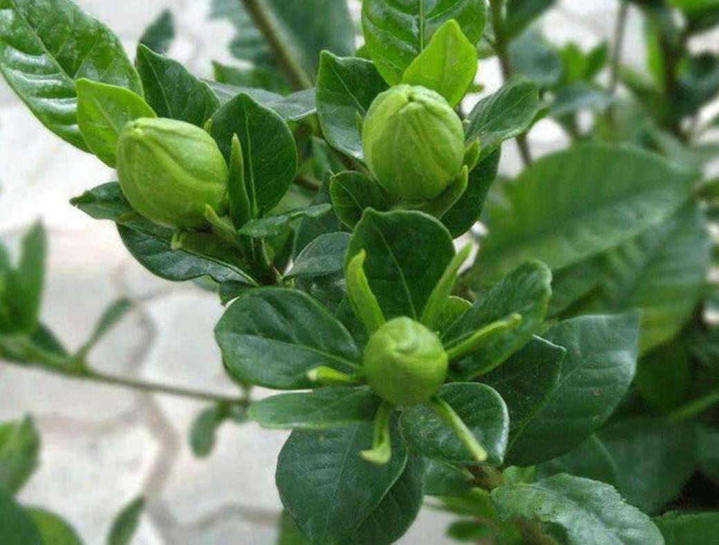 栀子花花期怎么施肥最好