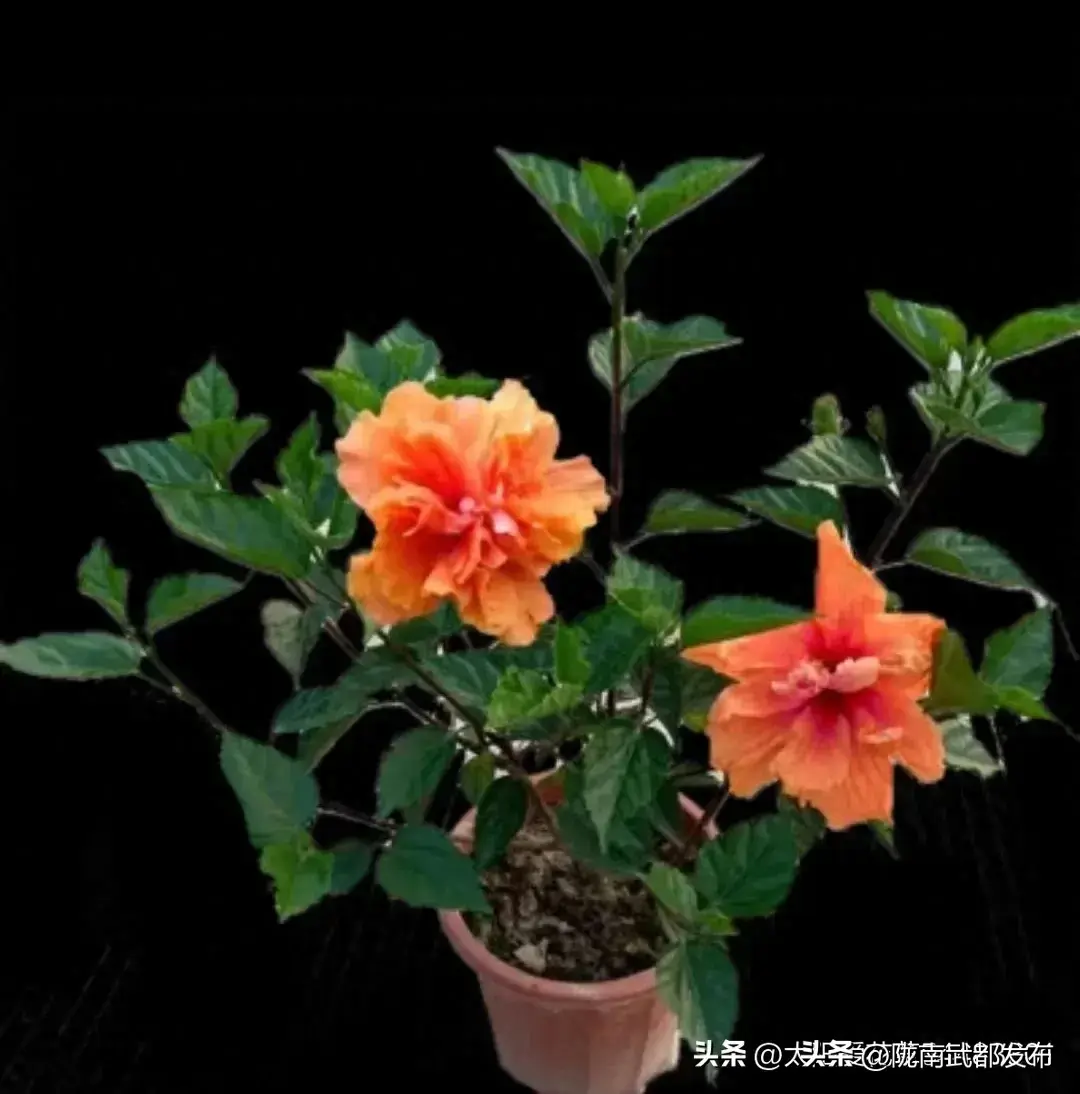 四季开花好养活又好看的花盆栽有哪些