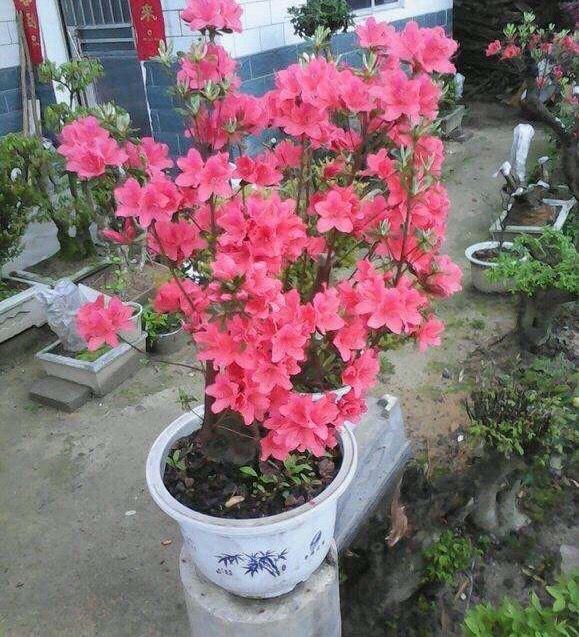 春鹃开花时间是几月