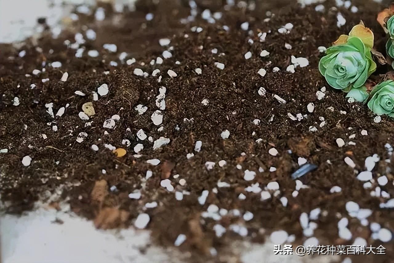 花肥的使用方法和技巧