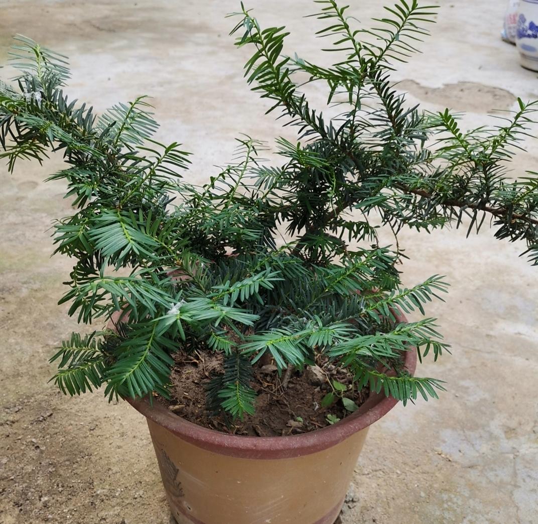 红豆杉在家怎么养护