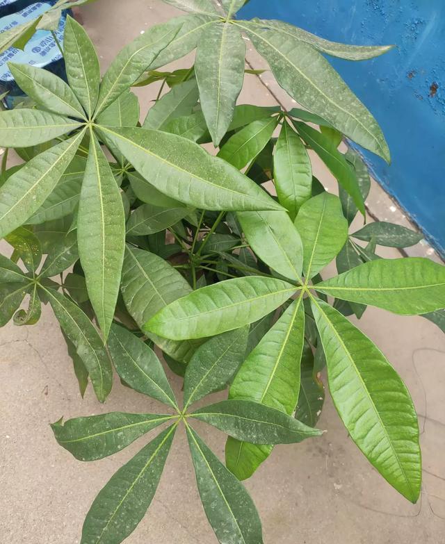 发财树换土的正确方法是什么