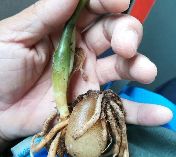金钱树叶子发黄枯萎怎么处理怎么补救