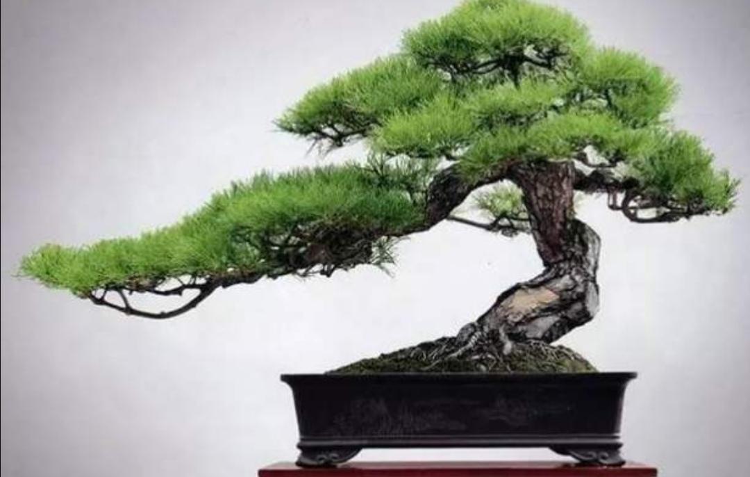 野生松树盆景制作方法