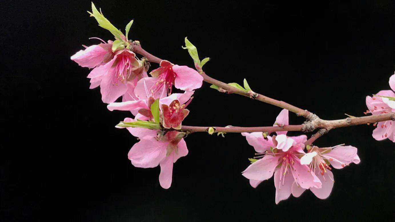 桃花寓意及花语