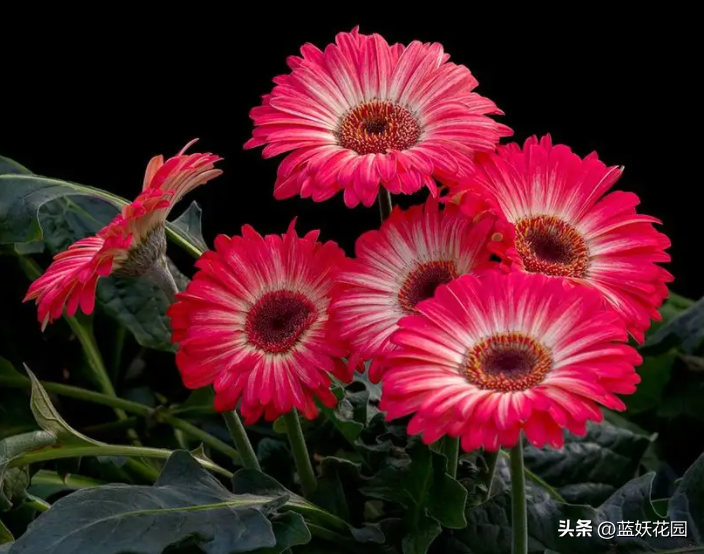 非洲菊花语是什么意思