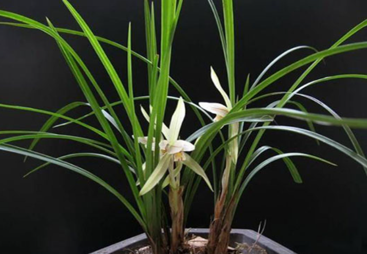 兰花翻盆注意事项有哪些