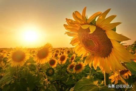 向日葵的寓意和花语