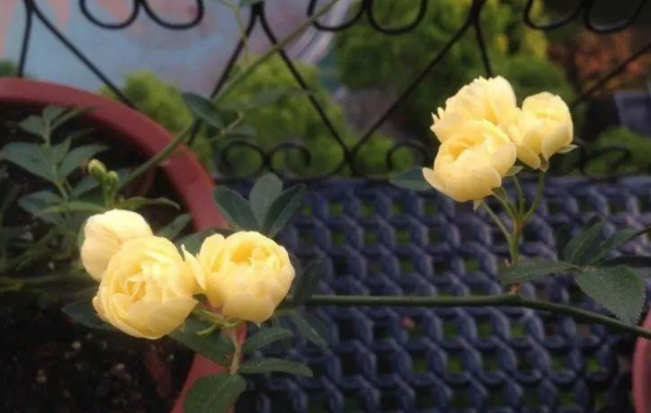 木香花花期多长