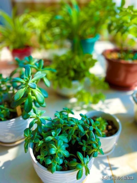 奔龙多肉植物怎么扦插好看