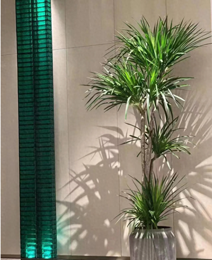 家里种龙血树吉利吗